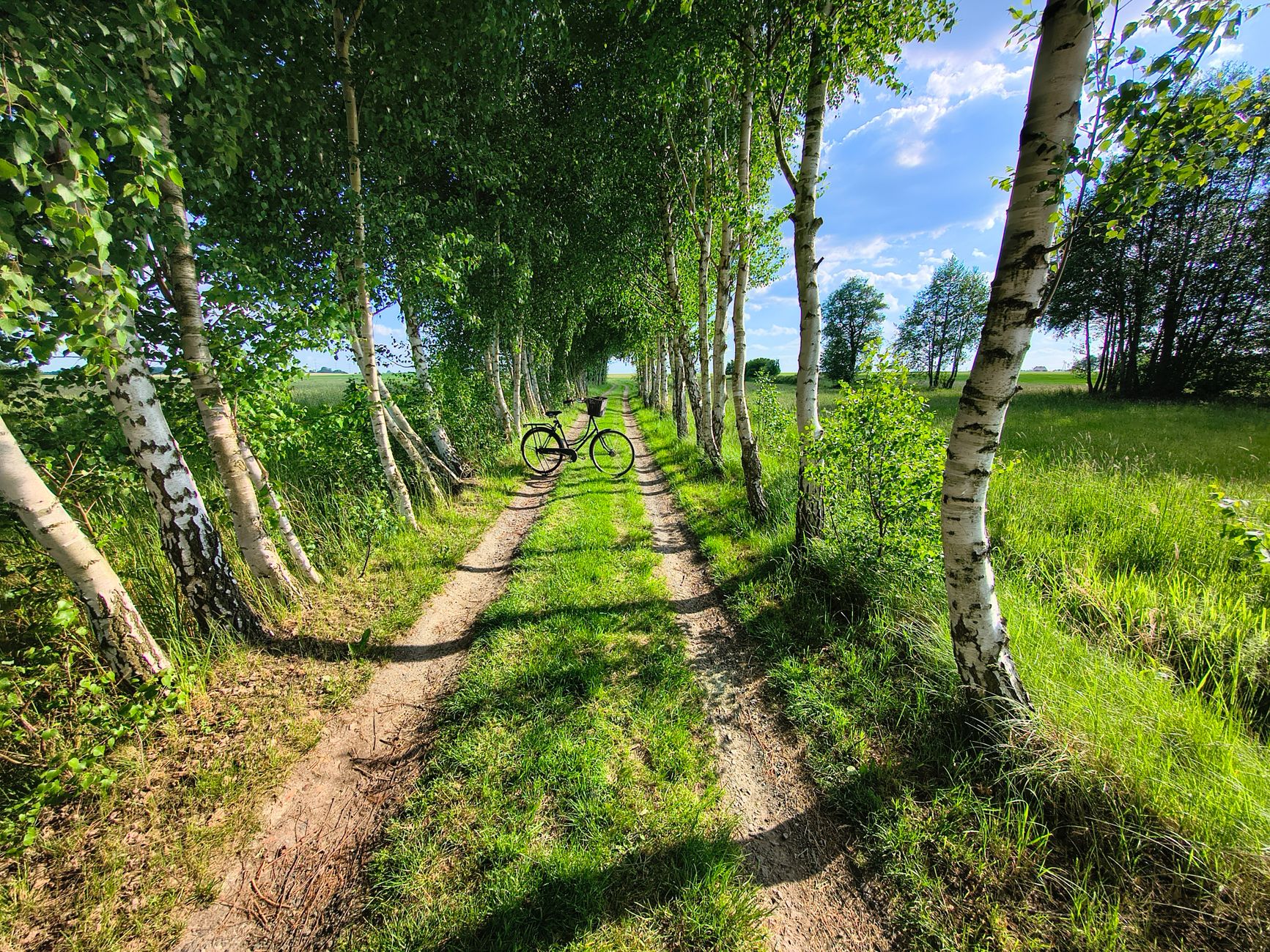 A serene pathway lined with birch trees and a bicycle, under a clear blue sky.