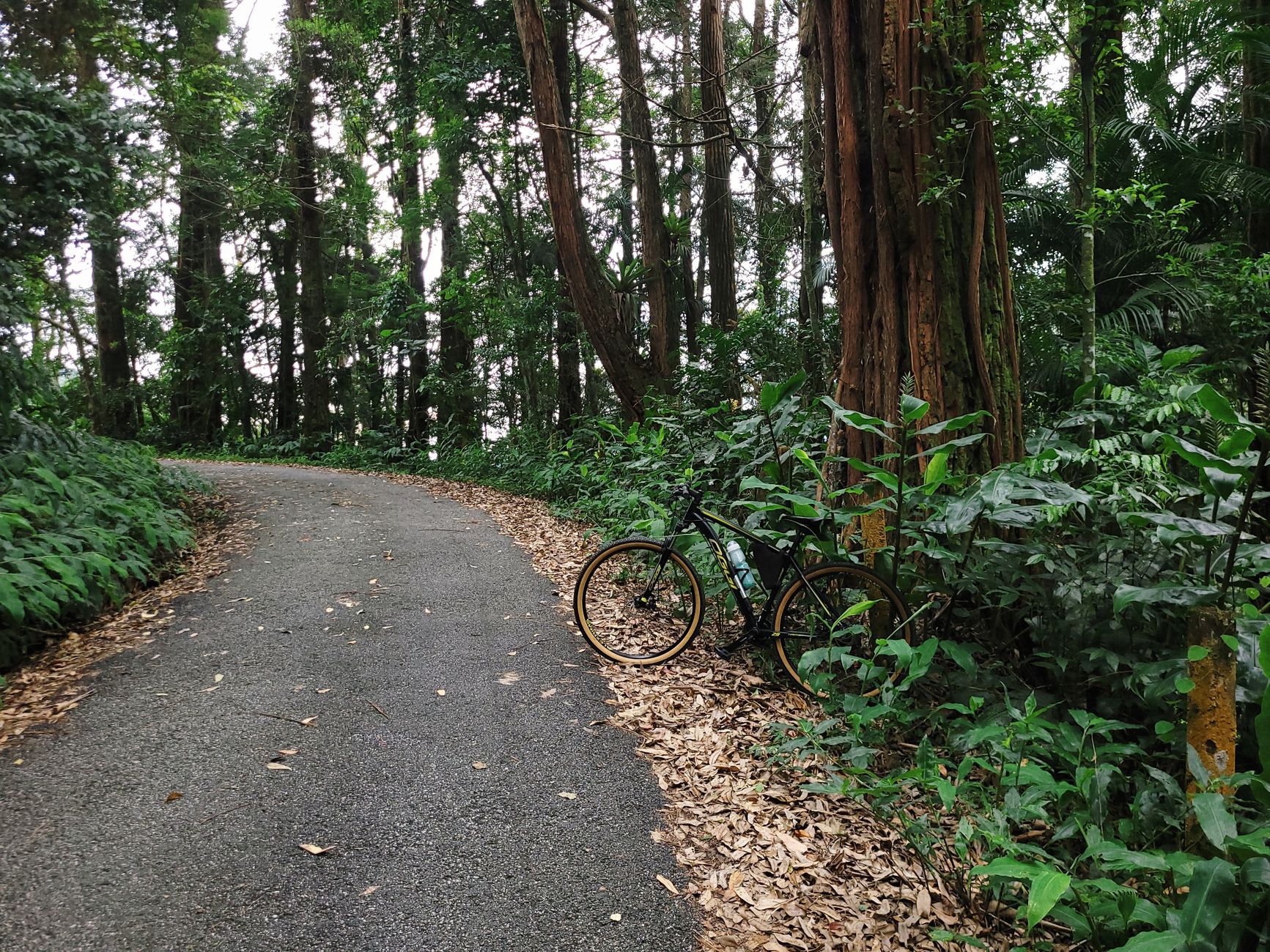 A bicycle rests beside a peaceful forest road, surrounded by lush greenery and tall trees.