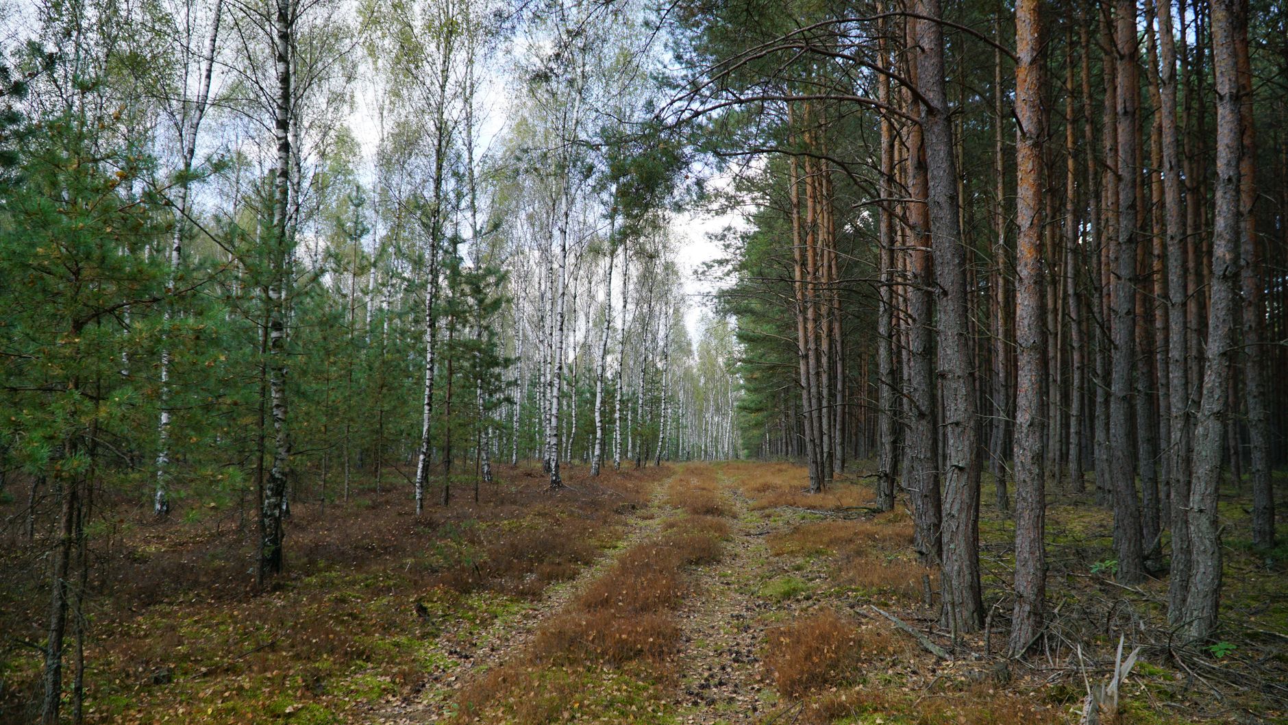 Tranquil woodland scene with a trail through birch and pine trees on a cloudy day.