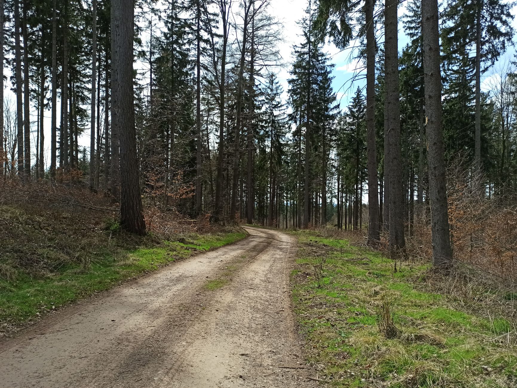 A tranquil dirt path surrounded by tall trees in a Polish forest during early spring.