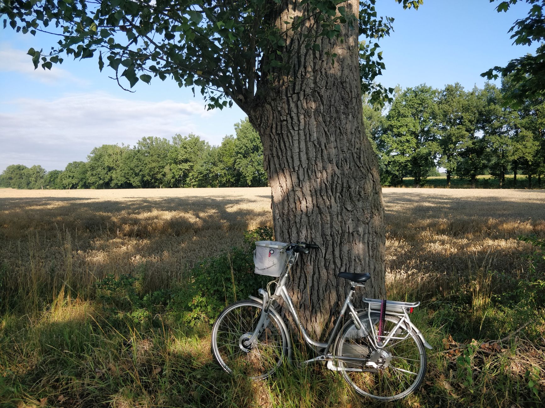 A bicycle rests against a tree in a sunny field, surrounded by nature.