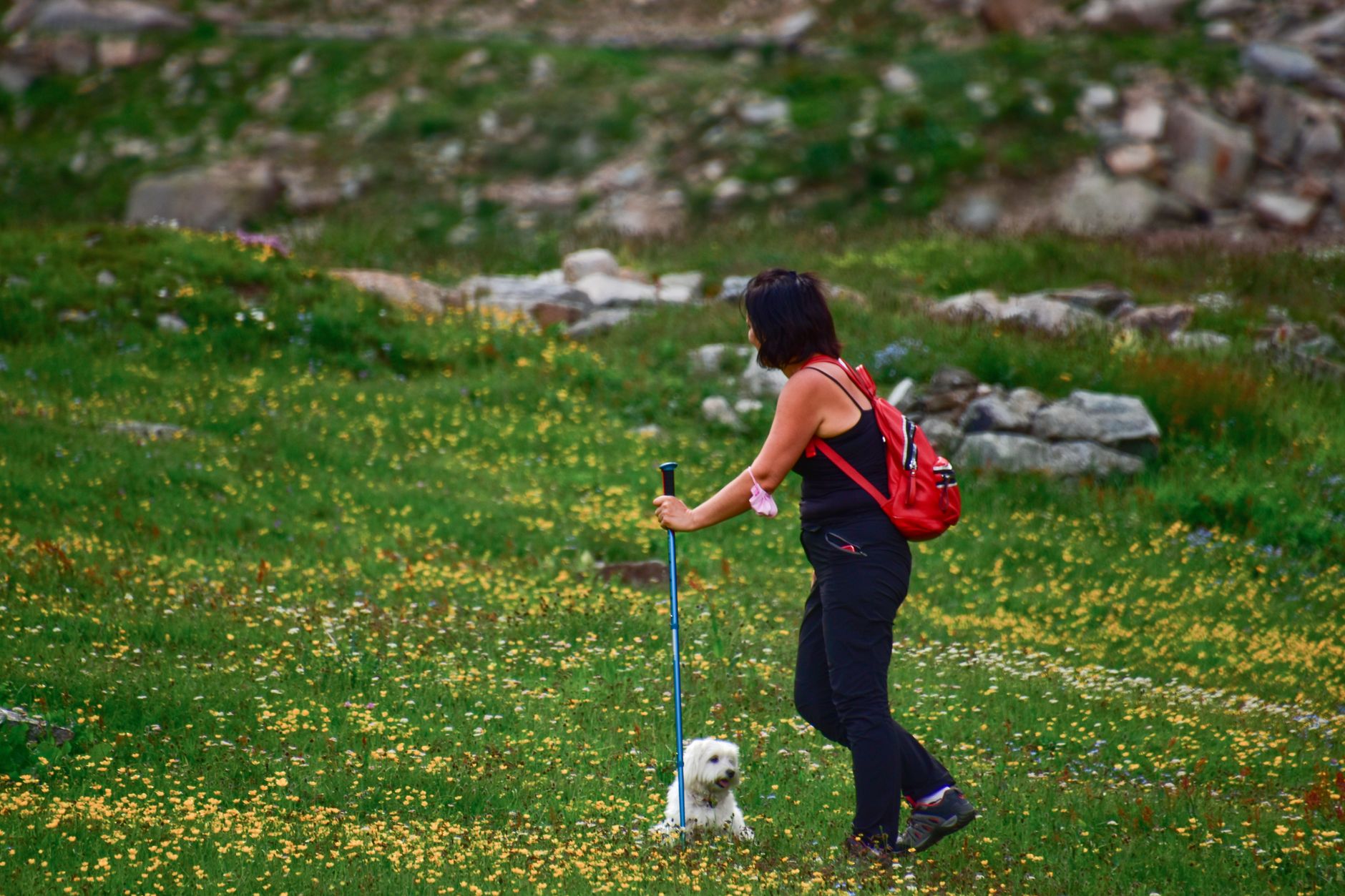 Woman with a red backpack hiking with her dog through a scenic field of wildflowers.
