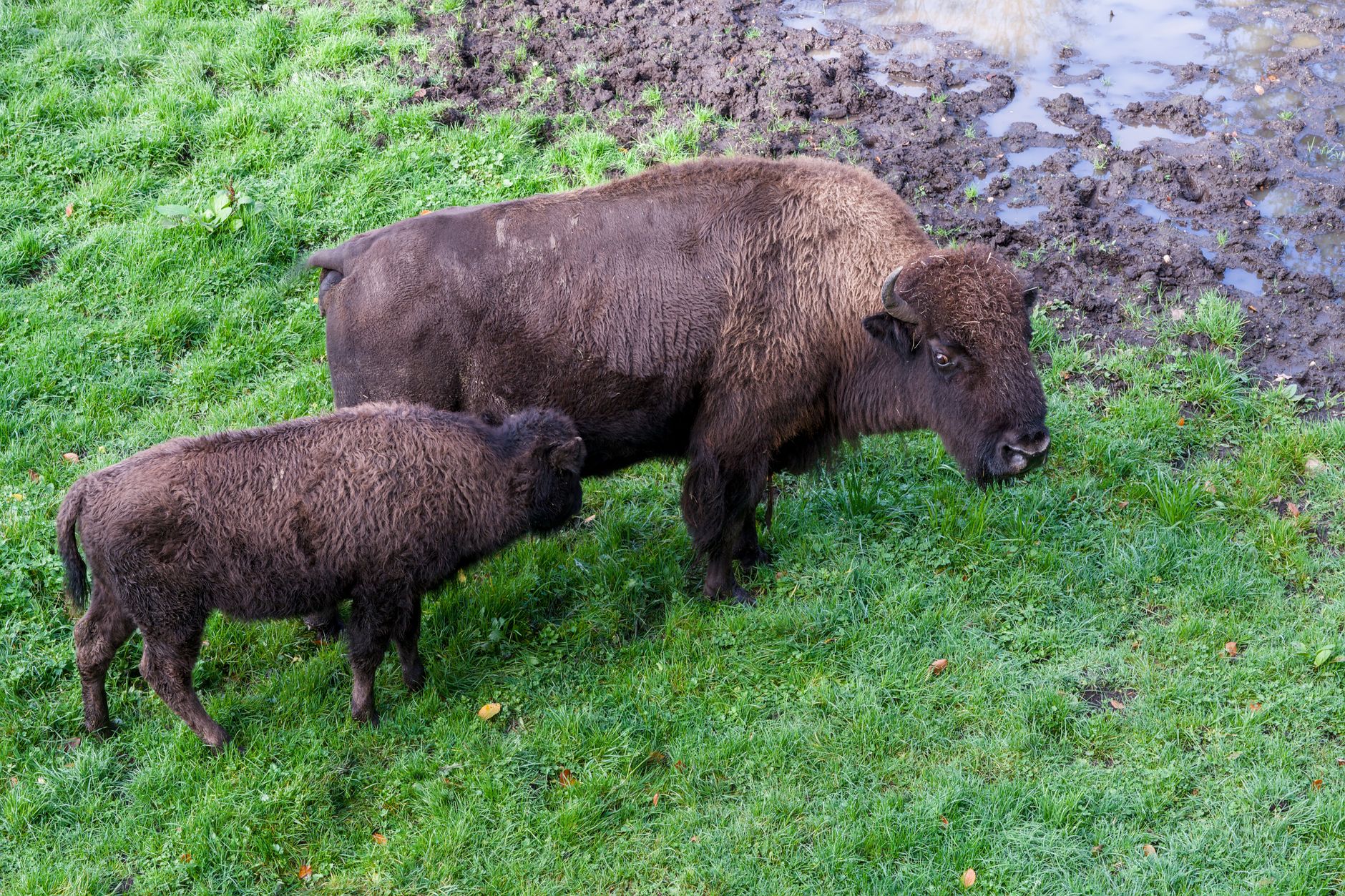 American bison grazing on a lush green pasture during springtime in Europe.