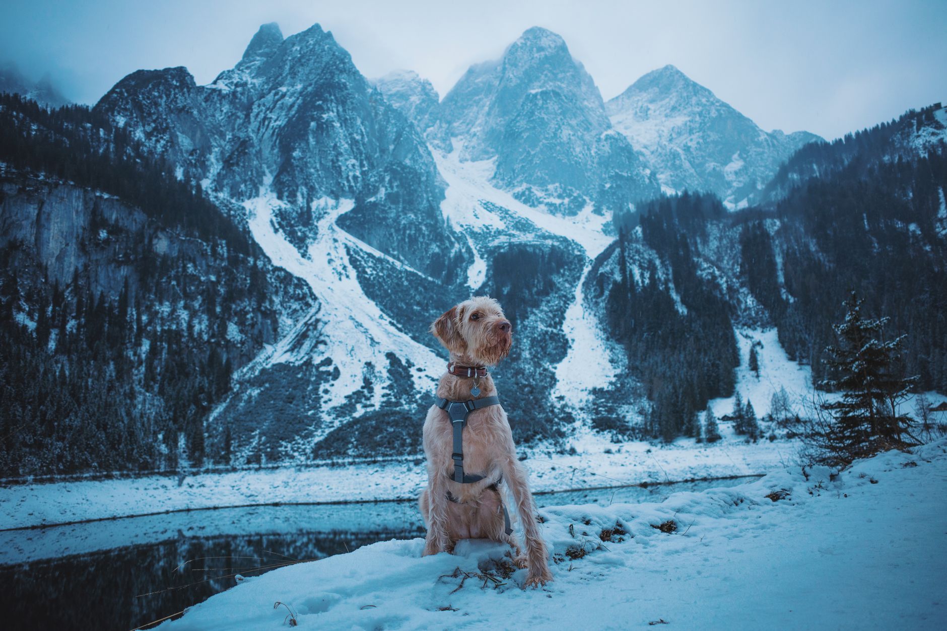 A dog sits on a snowy landscape with dramatic mountain backdrop, showcasing winter scenery and adventure.