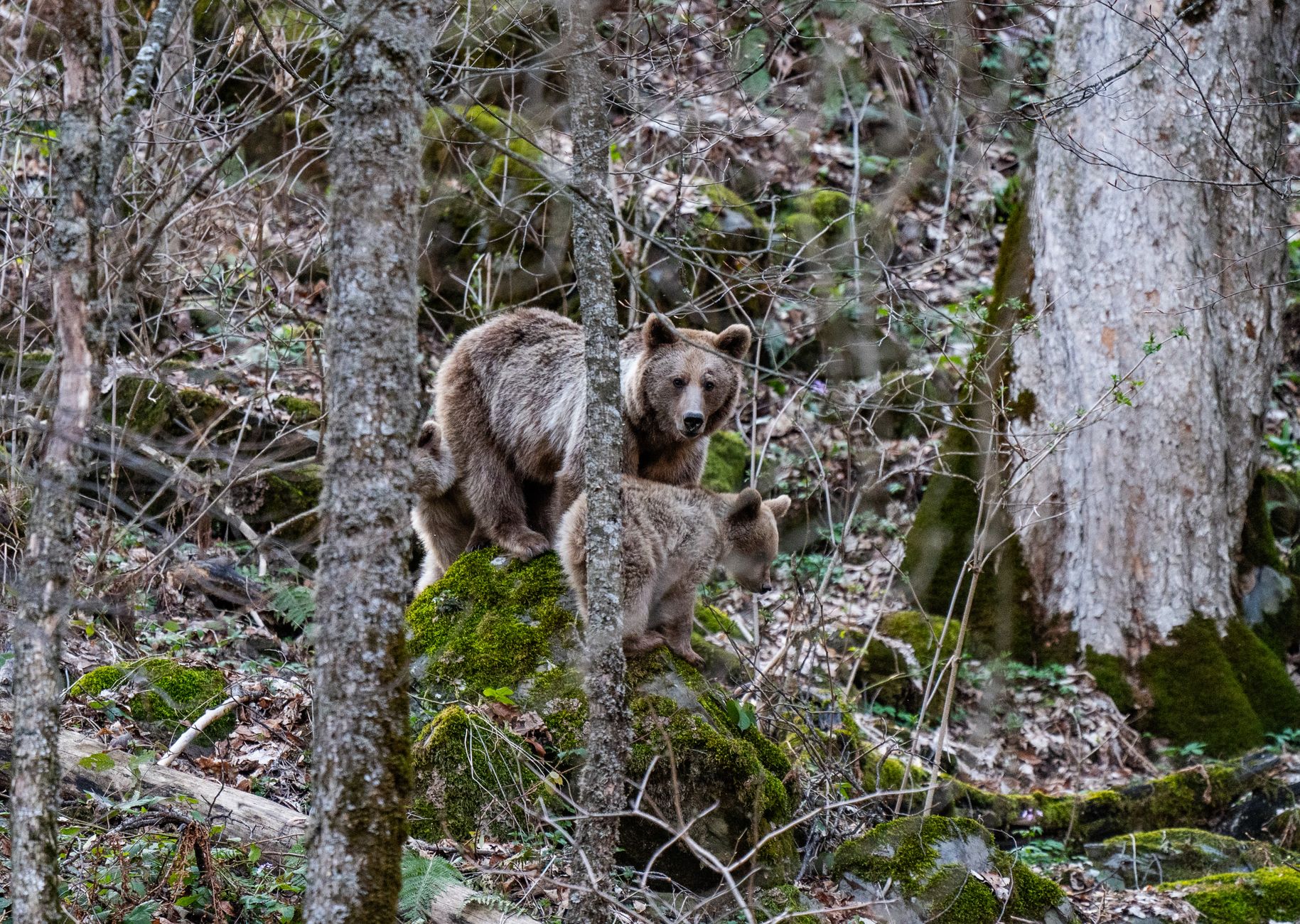 A mother brown bear and cub in their natural forest habitat, surrounded by trees and moss.