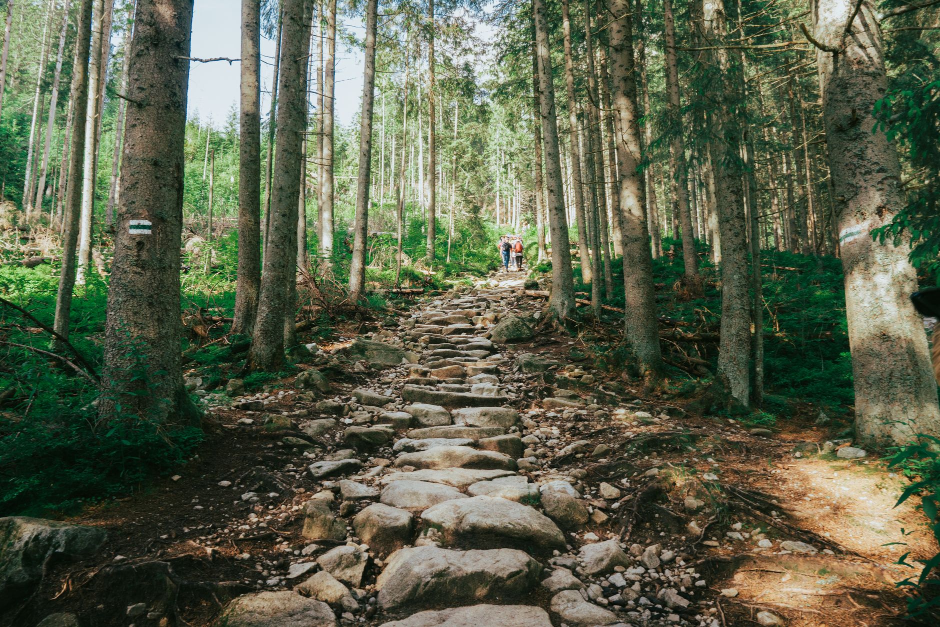 Discover a rocky forest hiking trail in the scenic Tatras of Poland. Ideal for nature enthusiasts.