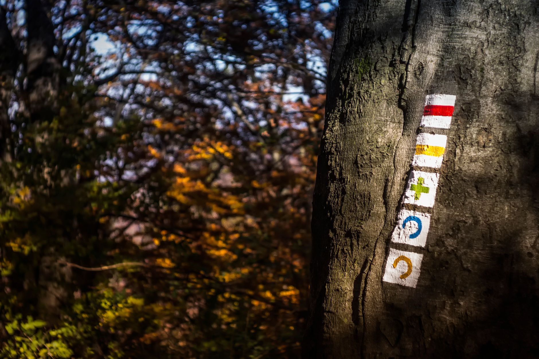 Colorful trail markings on a tree trunk in Pilisszentkereszt forest during fall.