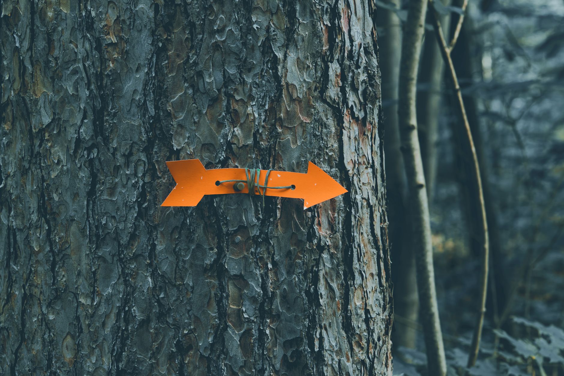 A vibrant orange arrow on a tree indicates direction in the forest.