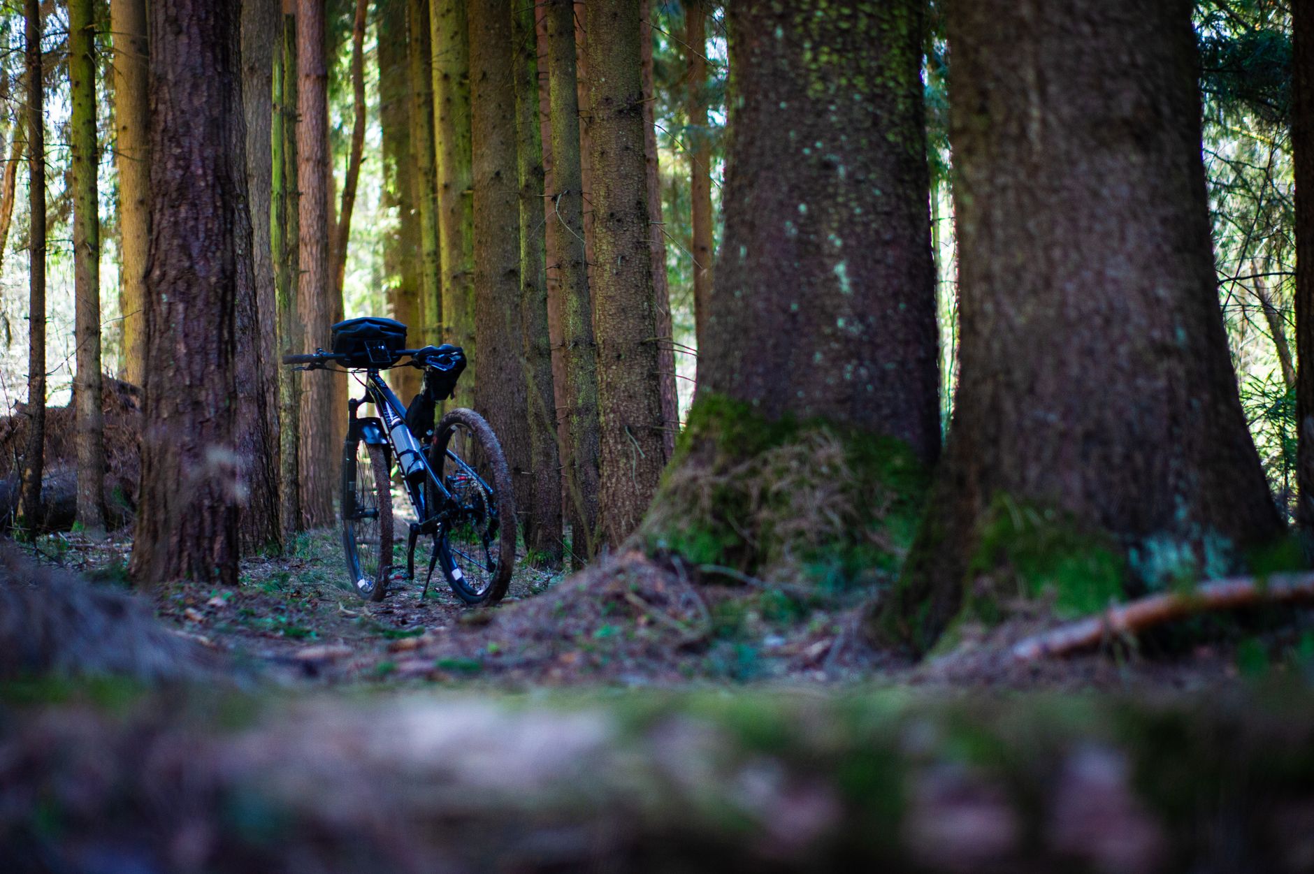 Mountain bike resting in a serene forest, surrounded by tall trees, creating a peaceful outdoor scene.