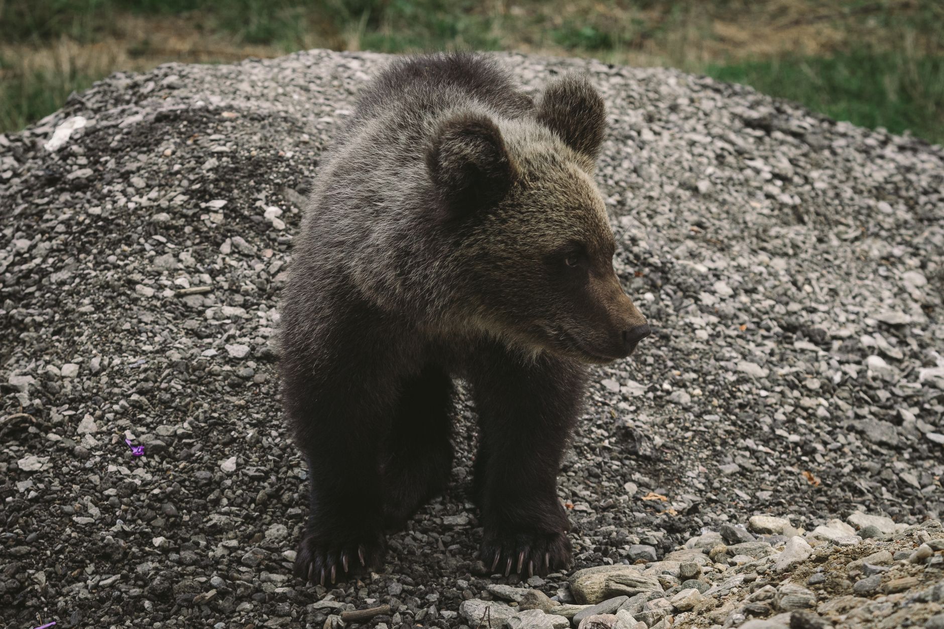 A young brown bear standing on rocky ground in its natural habitat, showcasing wildlife beauty.