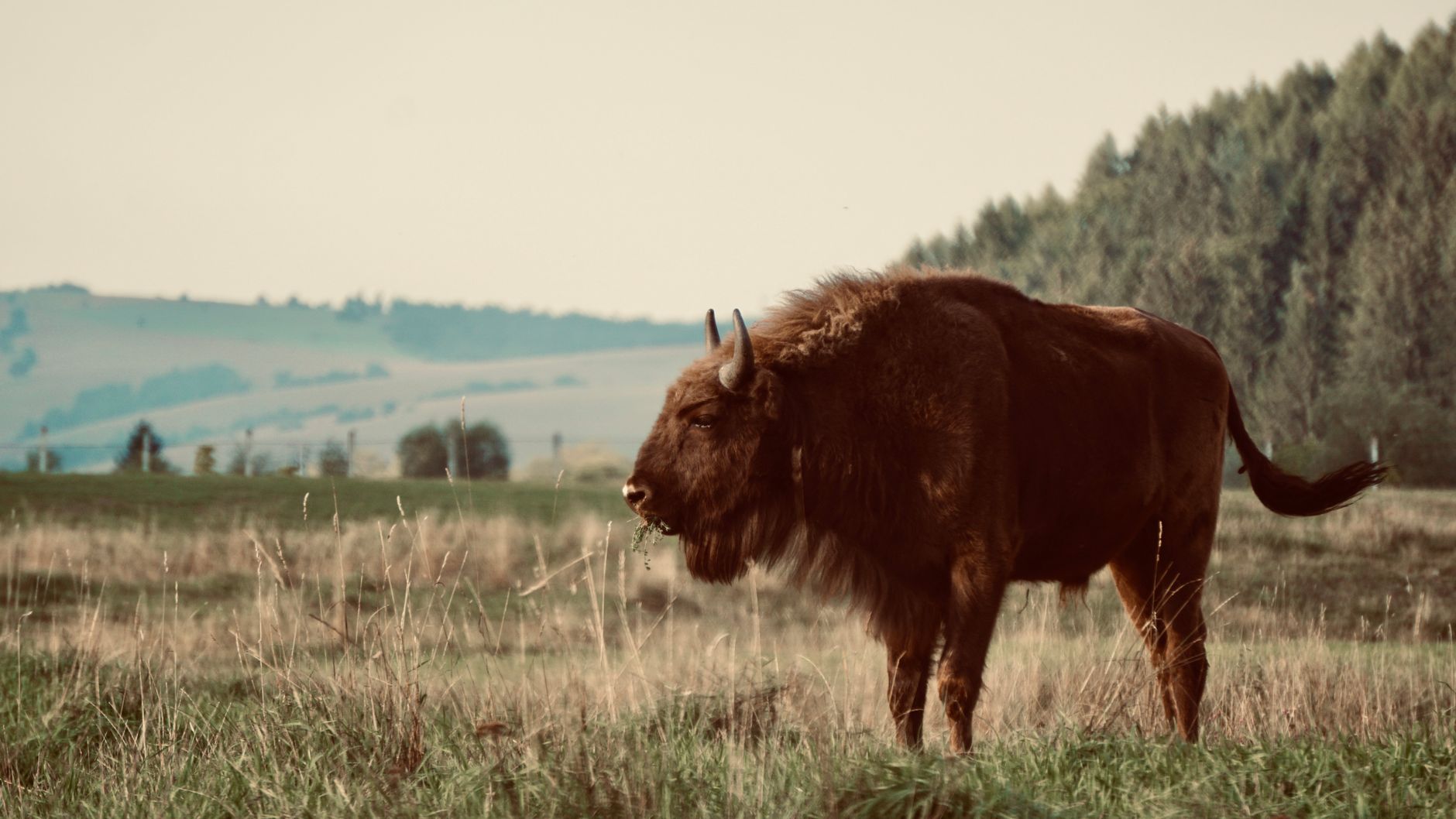 Wild European bison grazing in a serene Romanian landscape.