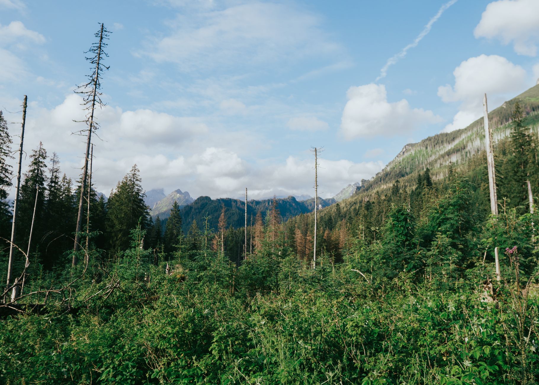 Lush greenery and tall trees in the Tatra Mountains, Zakopanė, Poland.