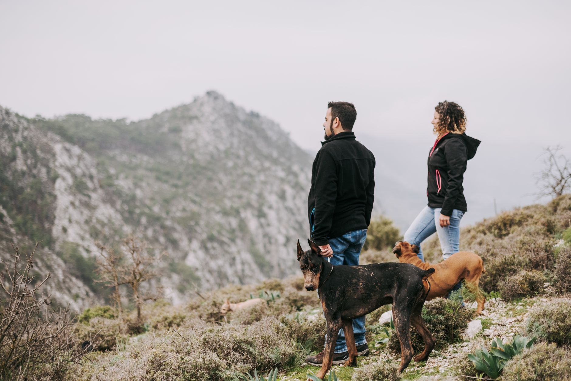 A couple hiking with dogs in a misty mountain landscape, capturing nature's serene beauty.