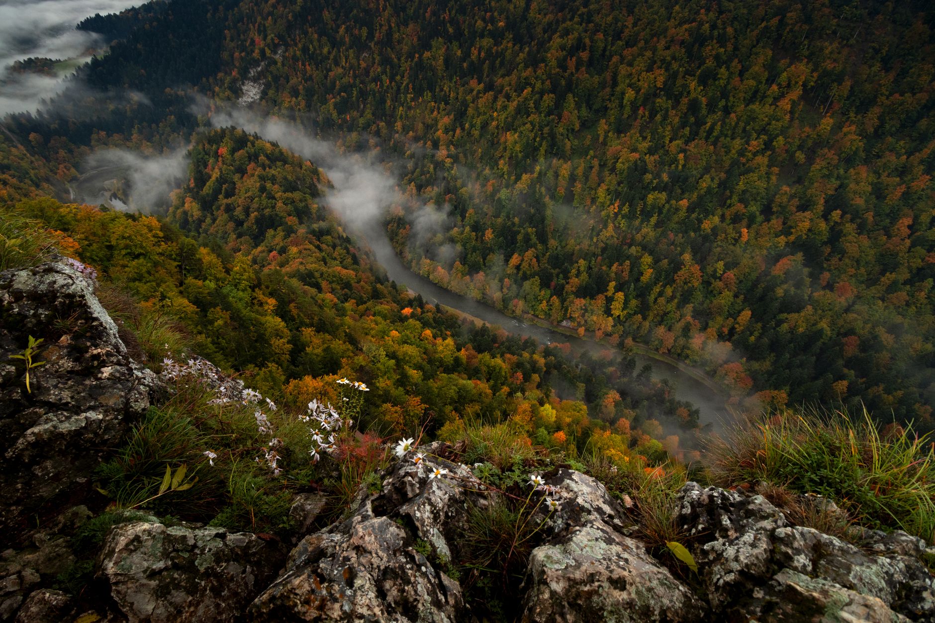 Aerial view of Dunajec River winding through colorful autumn forest in Szczawnica, Poland.