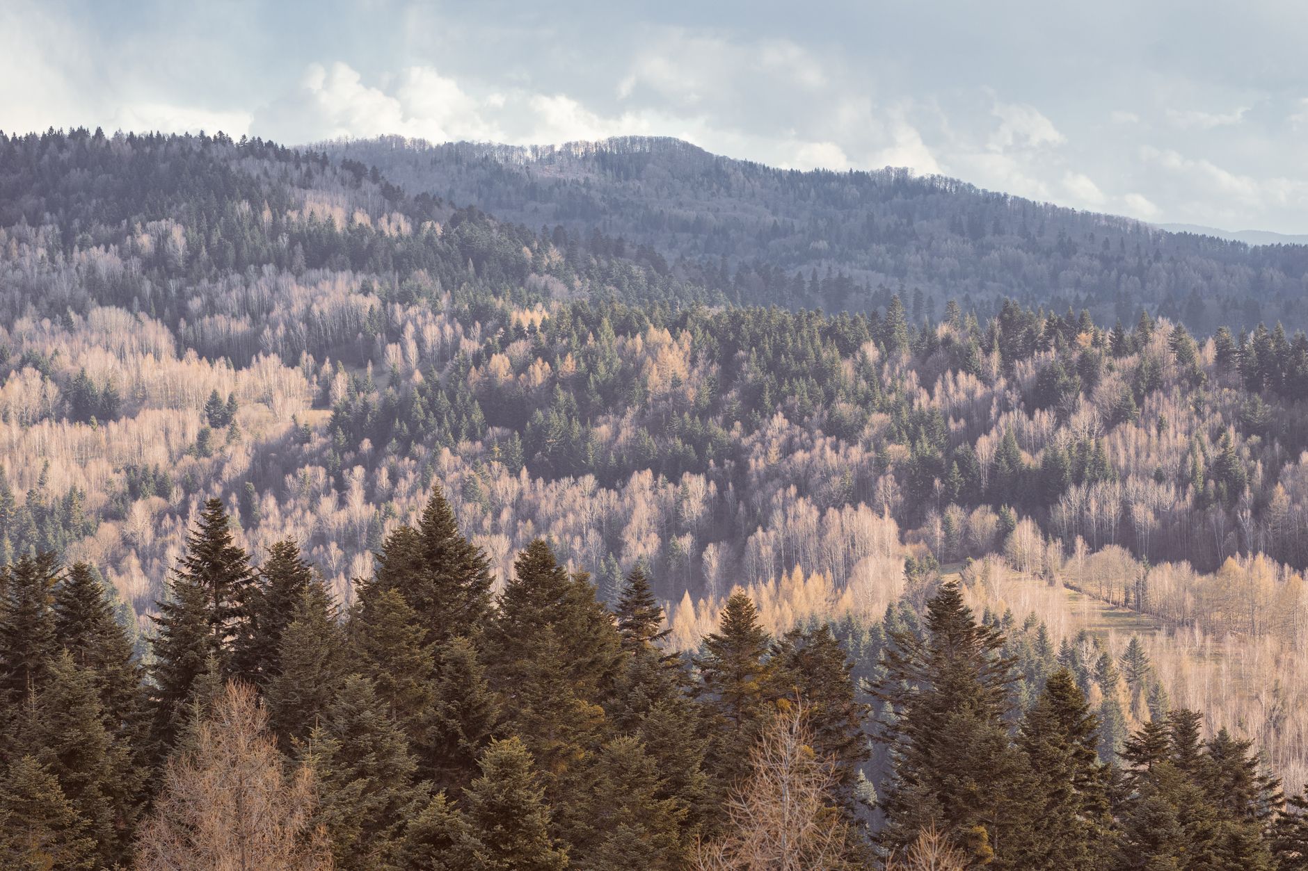Breathtaking autumn forest landscape in Muszyna, Poland, showcasing diverse tree colors and mountain scenery.