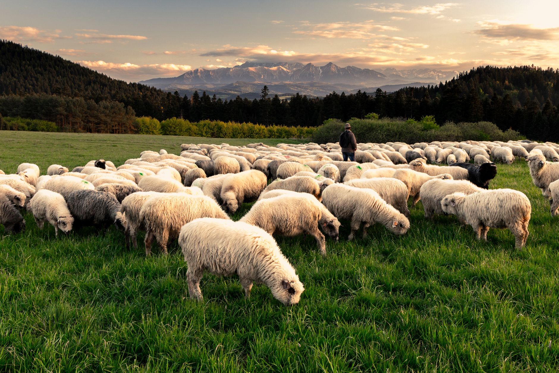 A shepherd tends to a flock of sheep in a green meadow with Tatra Mountains in the background.