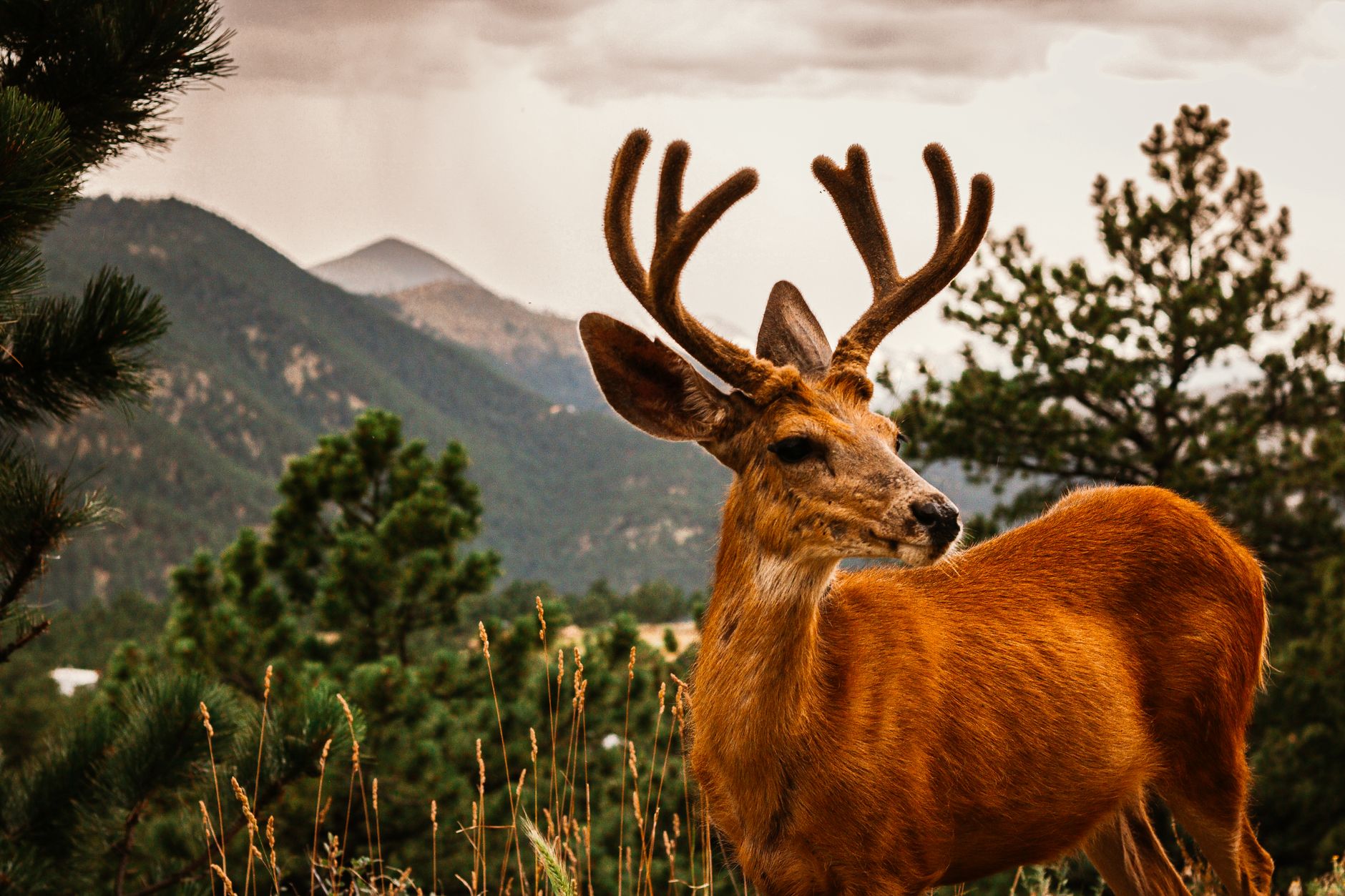 Mule deer with antlers in Rocky Mountain National Park, Colorado.