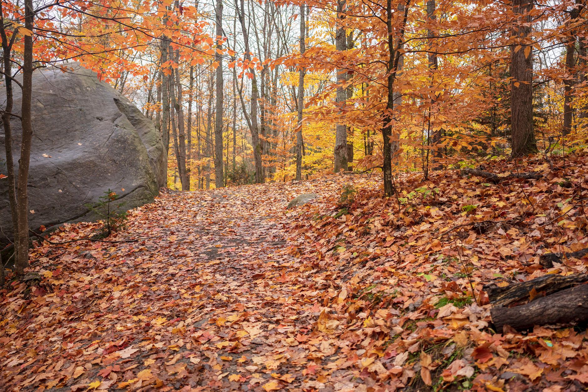Beautiful autumn forest trail covered with vibrant fallen leaves and rocks.