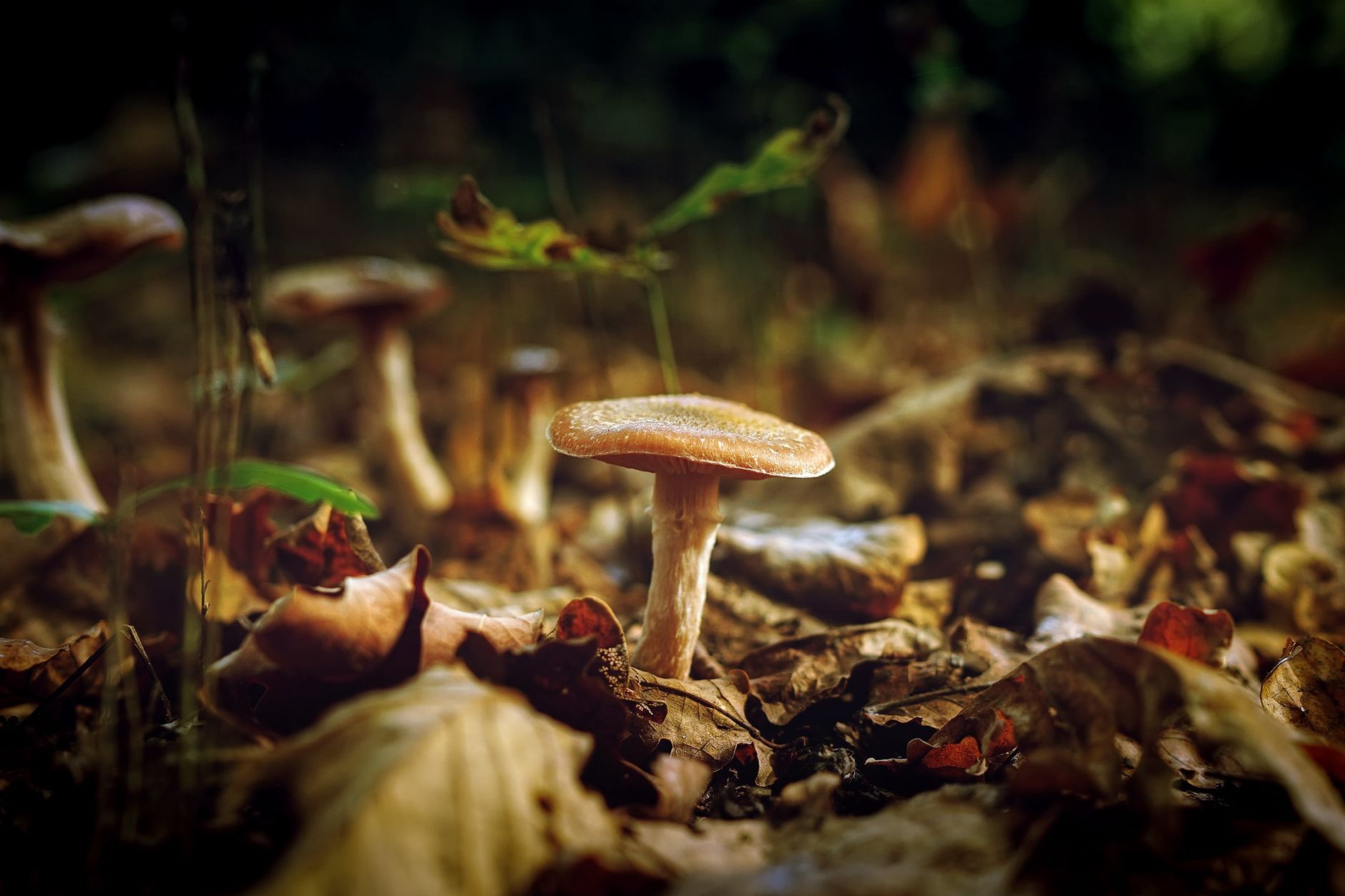 A detailed macro shot of mushrooms growing among dry, fallen leaves in an autumn forest.