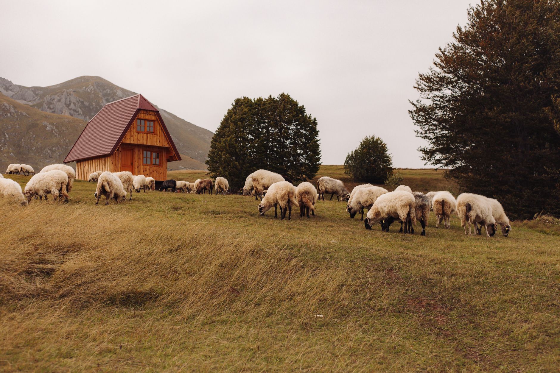 Tranquil mountain scene with a flock of sheep grazing near a picturesque wooden cabin.