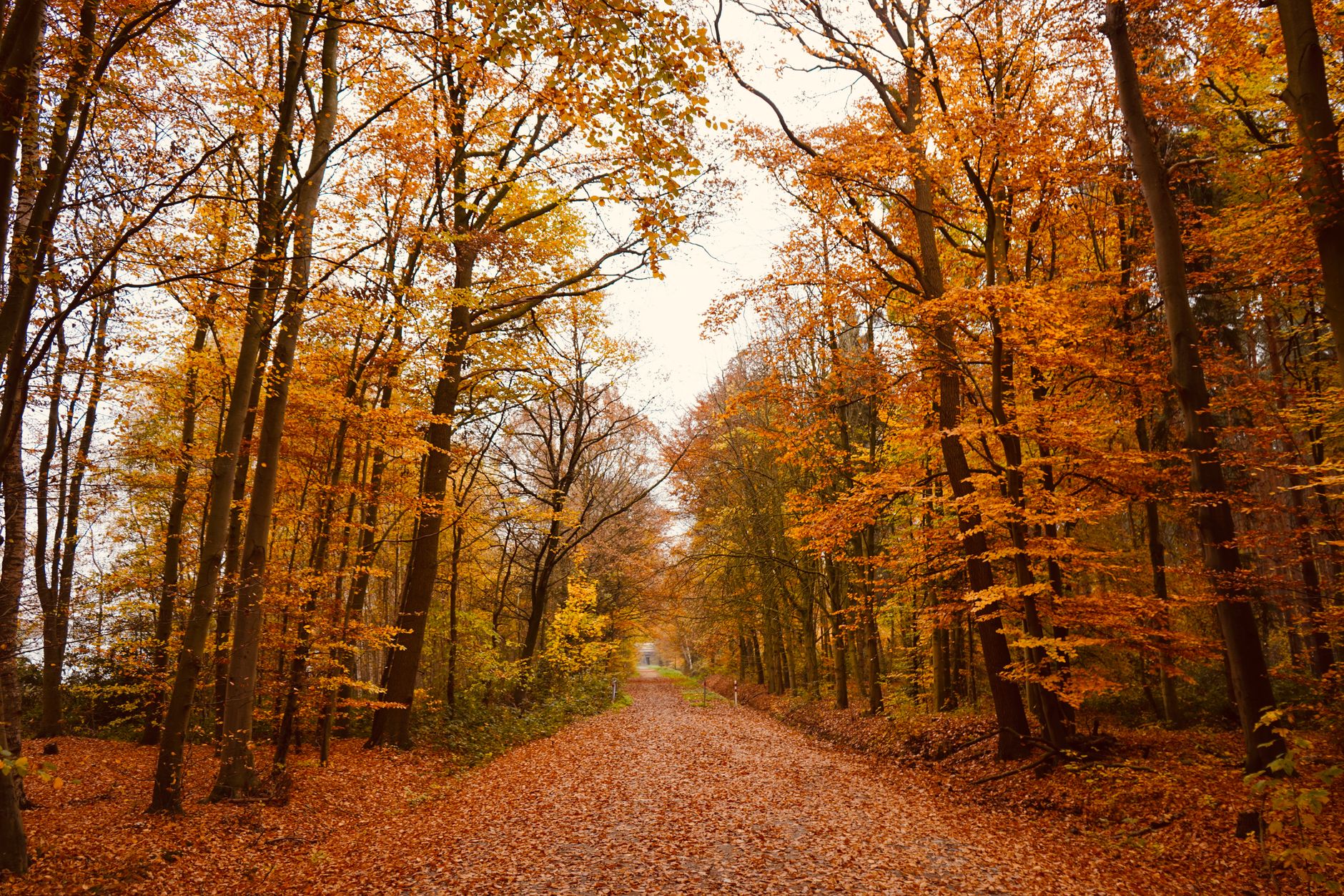 Tranquil forest path in autumn with vibrant foliage and fallen leaves.