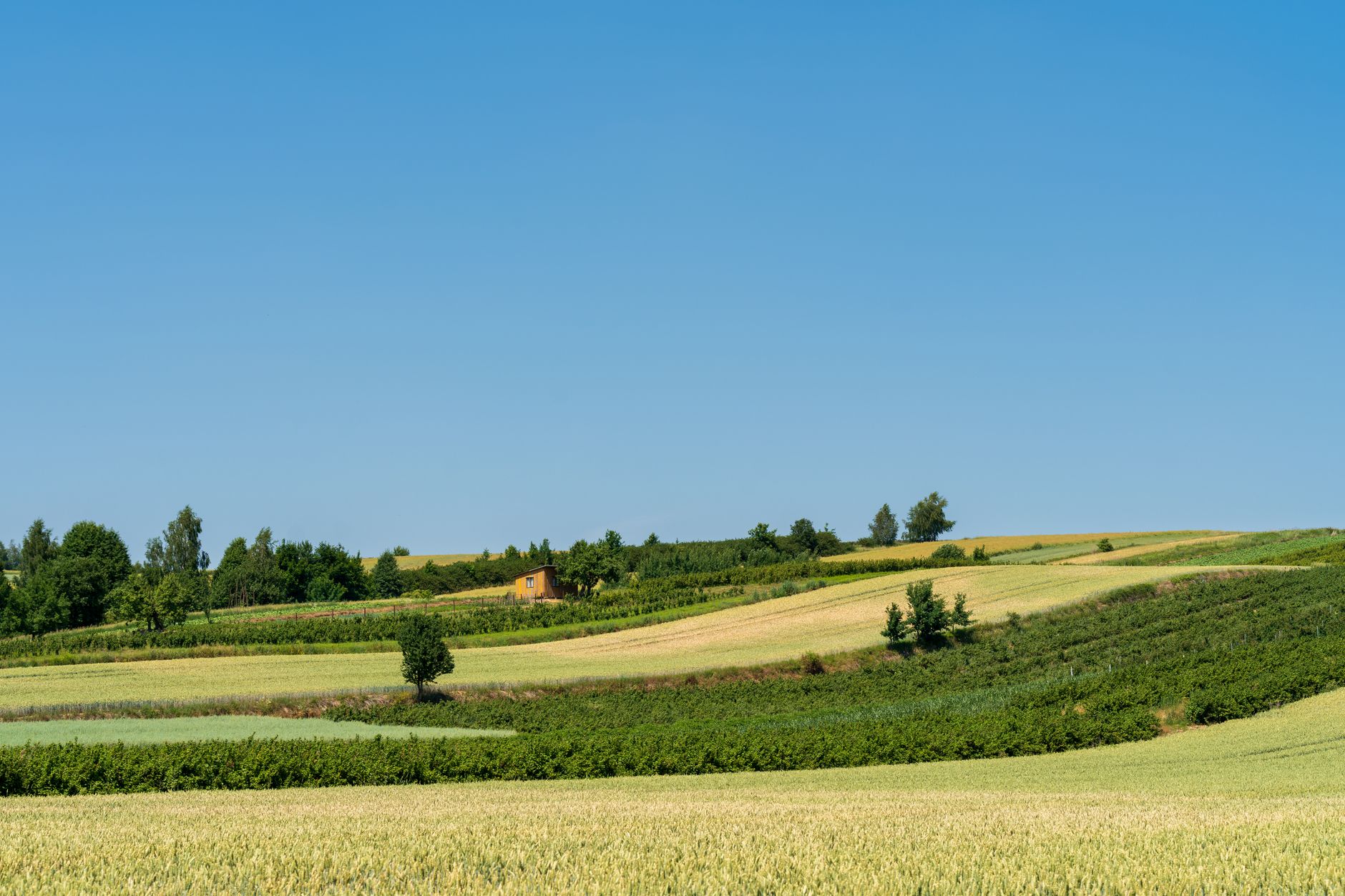 Expansive summer fields under blue skies in Krzczonów, Poland.