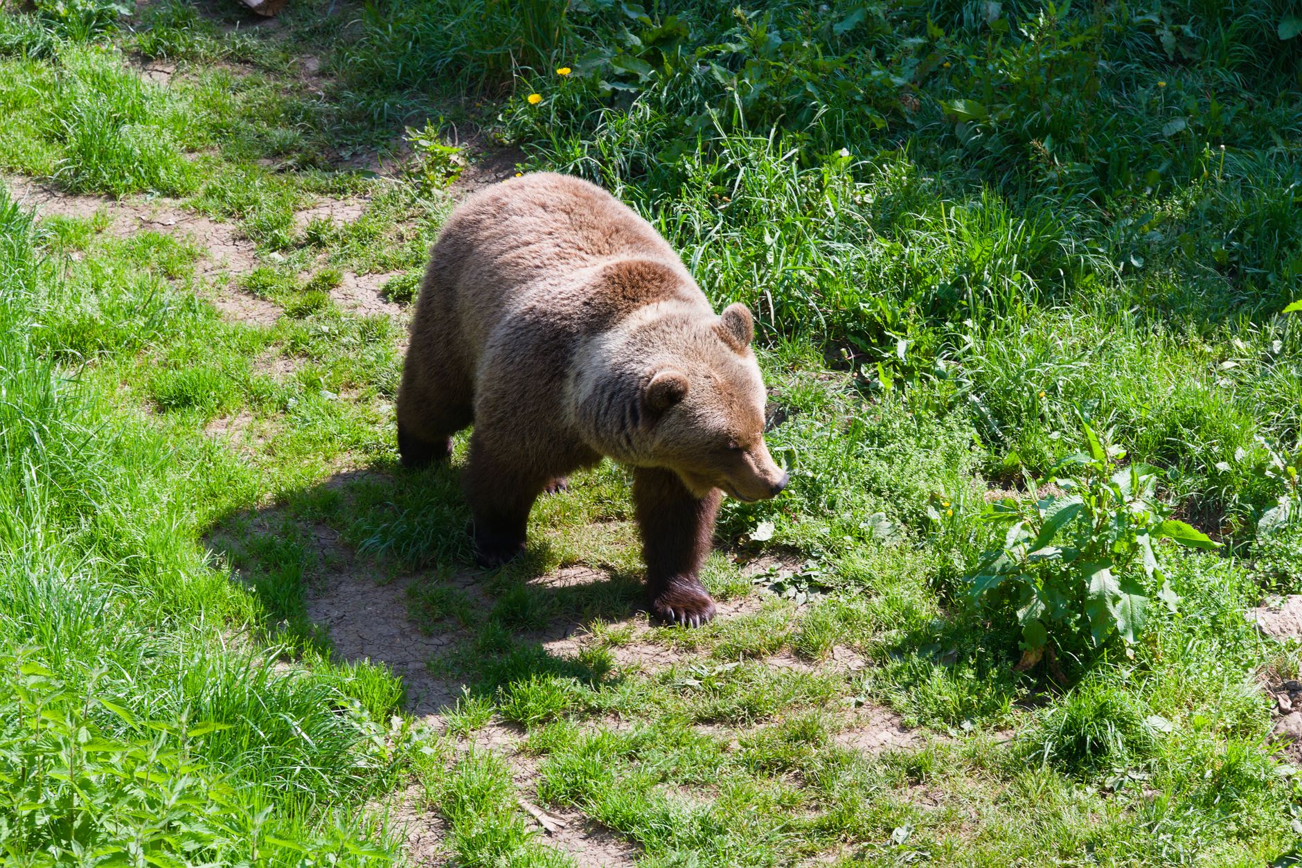 A European brown bear (Ursus arctos arctos) walking through a grassy area on a sunny day.