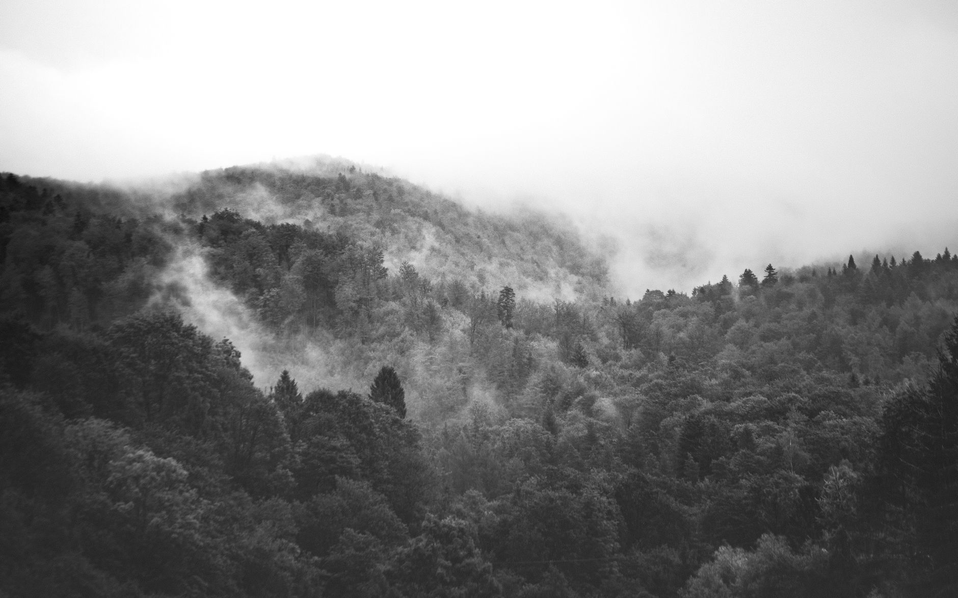 Moody black and white image of a misty forest in Podkarpackie, Poland, conveying tranquility.