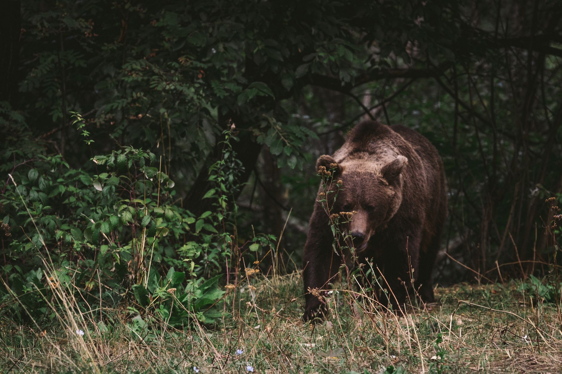 A brown bear walking through dense forest, showcasing wildlife in its natural environment.