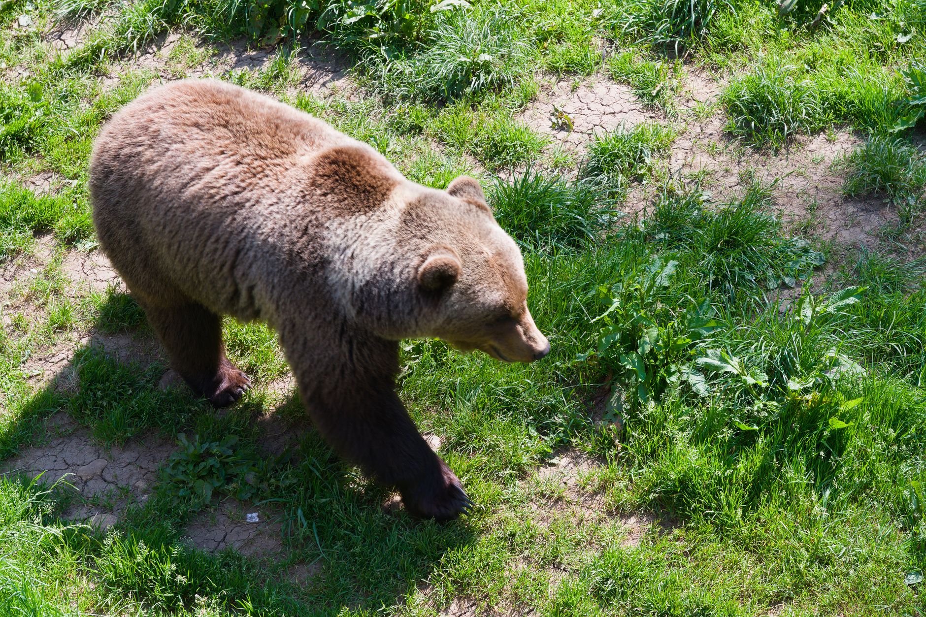 Close-up of a brown bear walking in a lush green meadow under daylight.