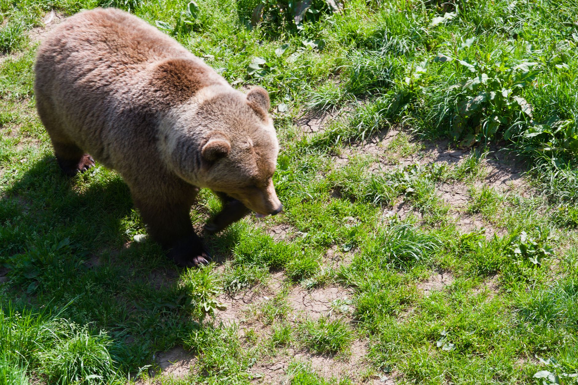 A European brown bear walks on a sunny grassy field, showcasing its natural habitat and behavior.